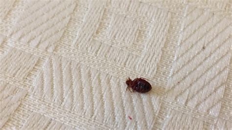 Bed bugs london. Things To Know About Bed bugs london. 